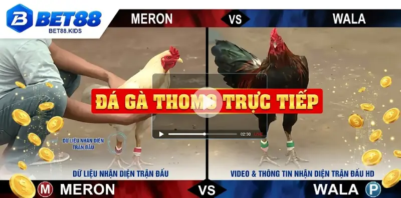 Đá gà trực tiếp Thomo với khu vực video và thông tin nhận diện trận đấu.